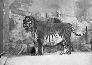 El Tigre del caspio, un animal extinto Tigre_caspio
